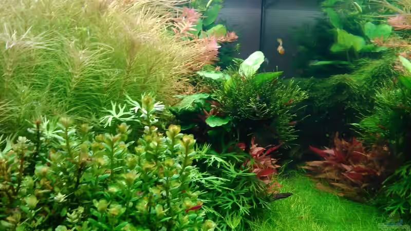 Aquarium Becken 31104 von NickHo (2)