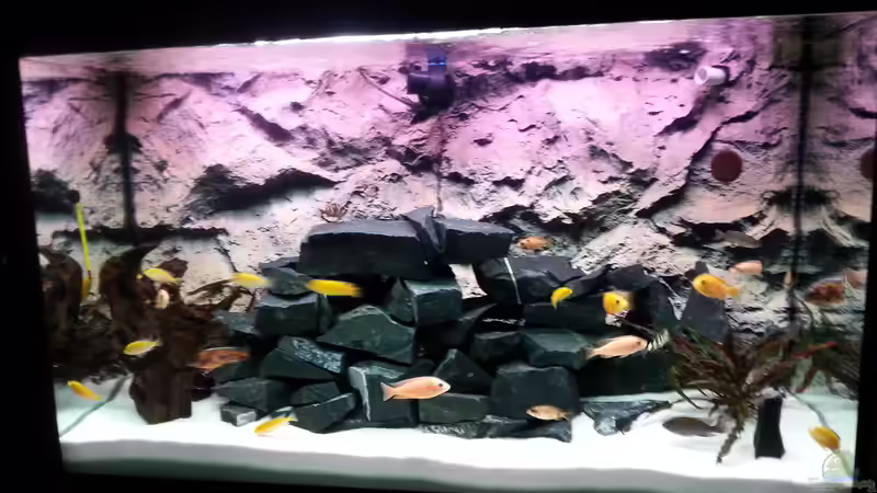 Aquarium Becken 31106 von Stefan Berthold (11)