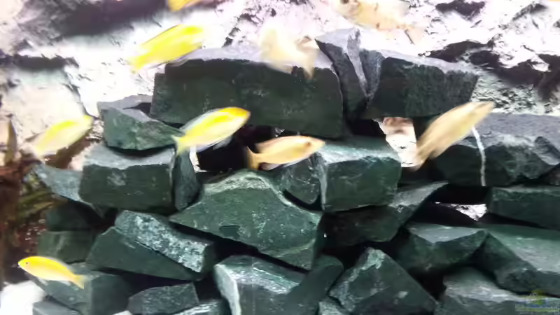 Aquarium Becken 31106 von Stefan Berthold (12)