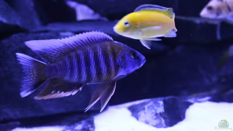 Aquarium Becken 31106 von Stefan Berthold (15)