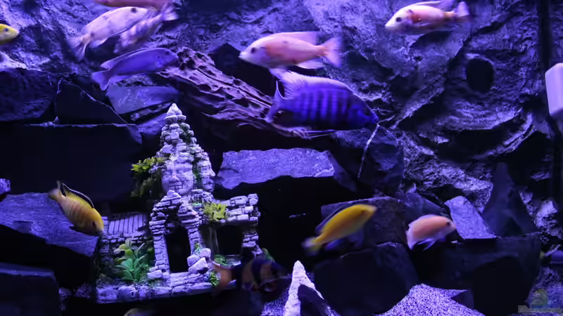 Aquarium Becken 31106 von Stefan Berthold (17)