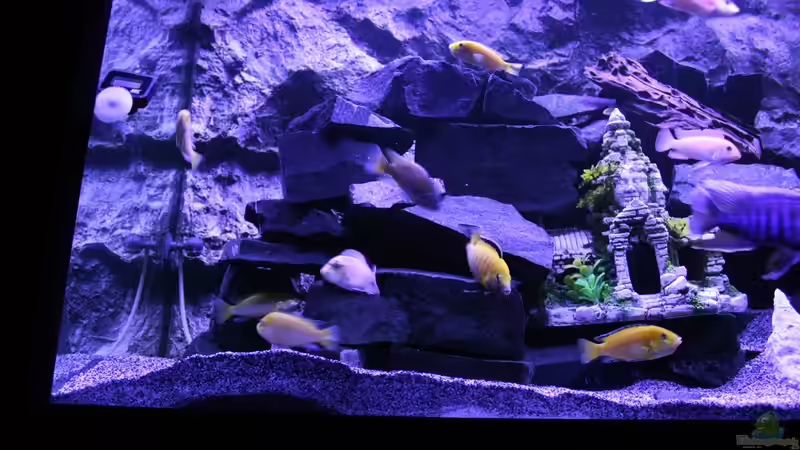 Aquarium Becken 31106 von Stefan Berthold (18)