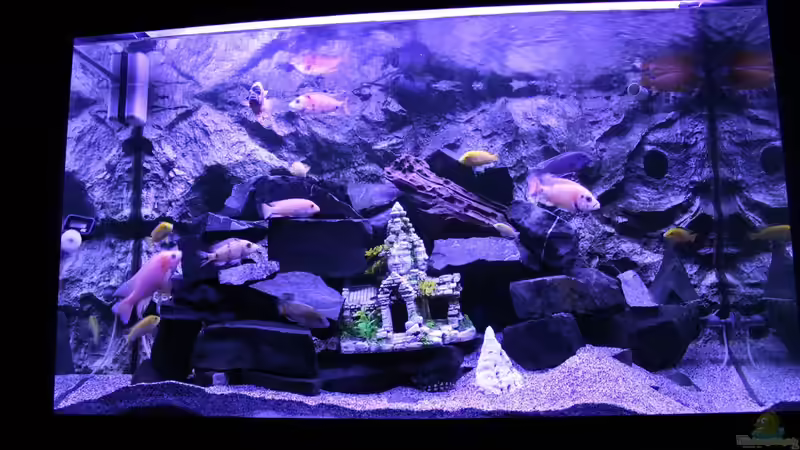 Aquarium Becken 31106 von Stefan Berthold (19)