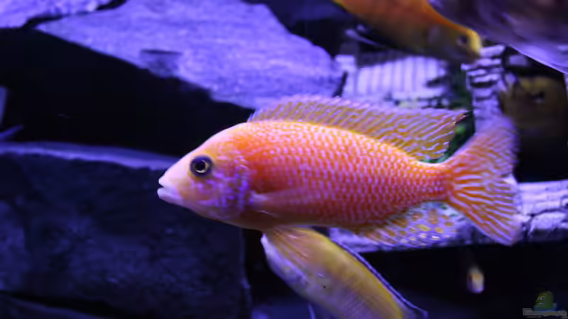 Aquarium Becken 31106 von Stefan Berthold (2)