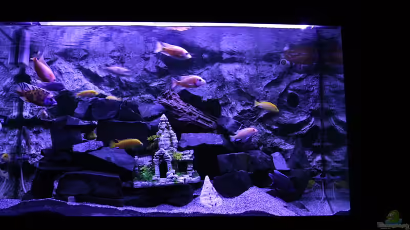 Aquarium Becken 31106 von Stefan Berthold (20)