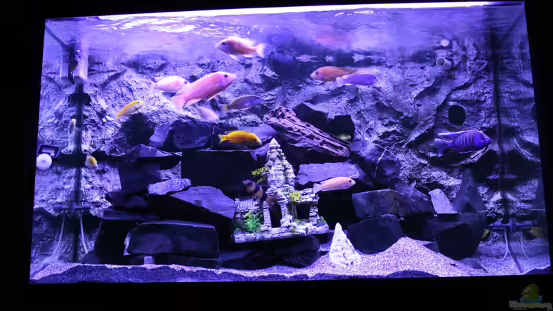 Aquarium Becken 31106 von Stefan Berthold (21)