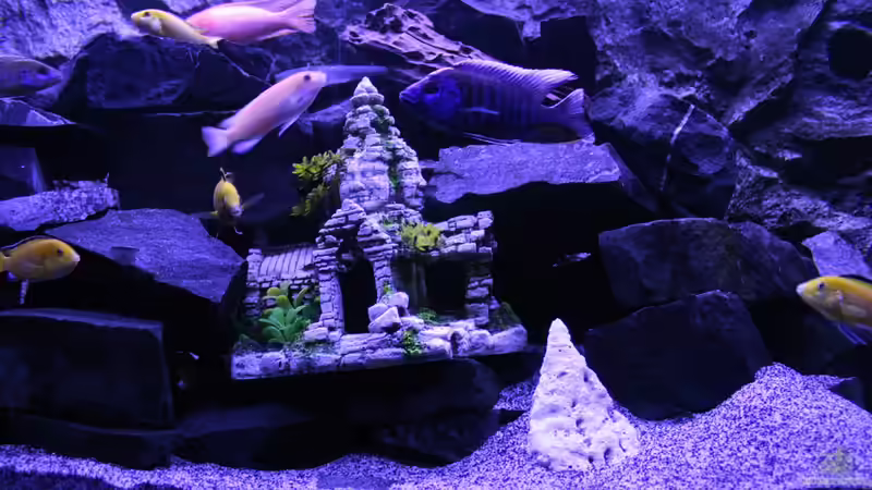 Aquarium Becken 31106 von Stefan Berthold (24)