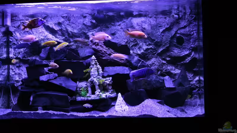 Aquarium Becken 31106 von Stefan Berthold (29)