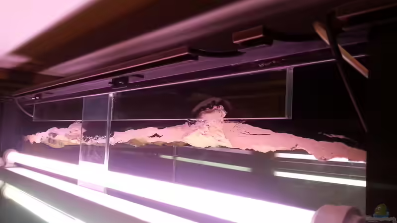 Aquarium Becken 31106 von Stefan Berthold (33)