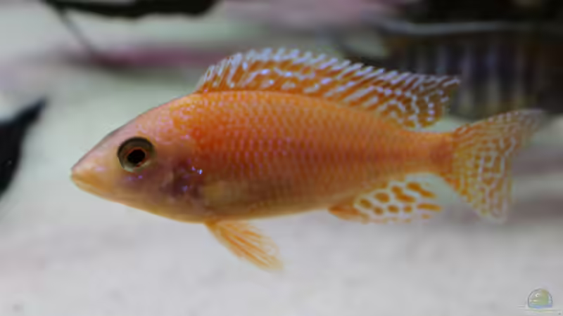 Aquarium Becken 31106 von Stefan Berthold (34)