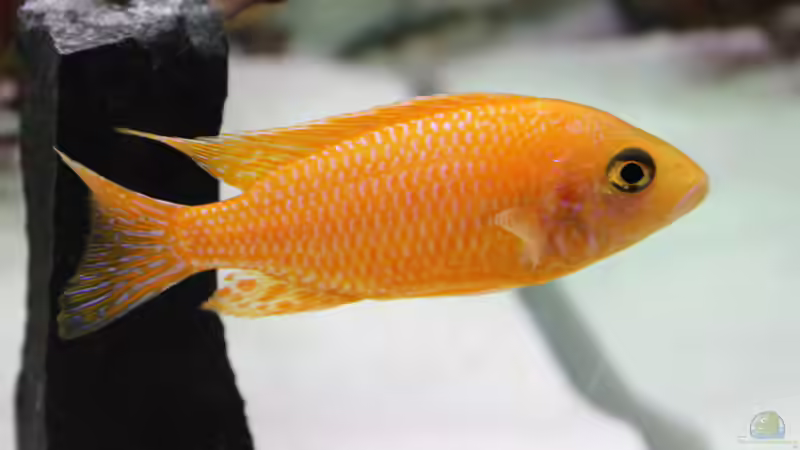 Aquarium Becken 31106 von Stefan Berthold (35)