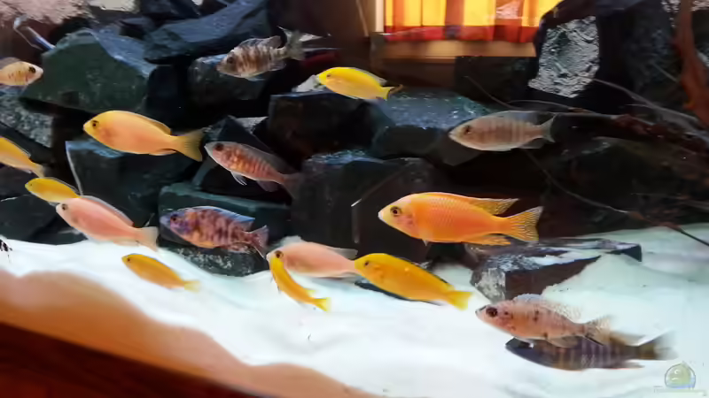 Aquarium Becken 31106 von Stefan Berthold (37)