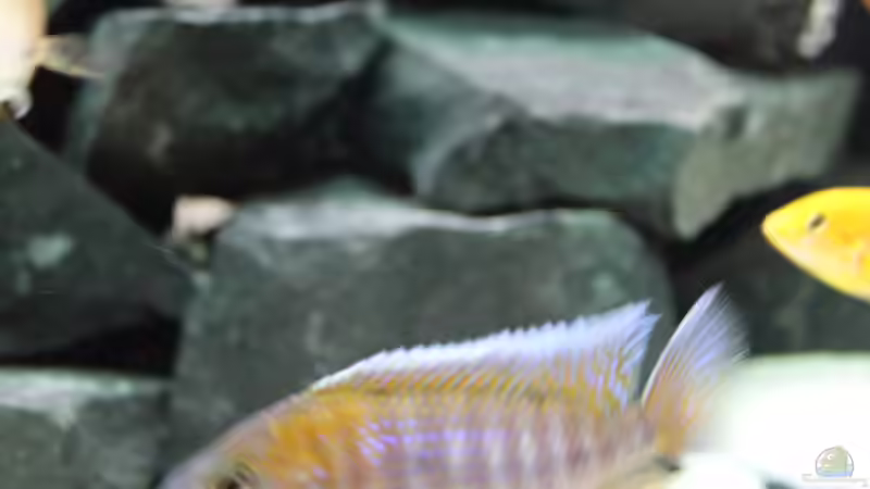 Aquarium Becken 31106 von Stefan Berthold (41)