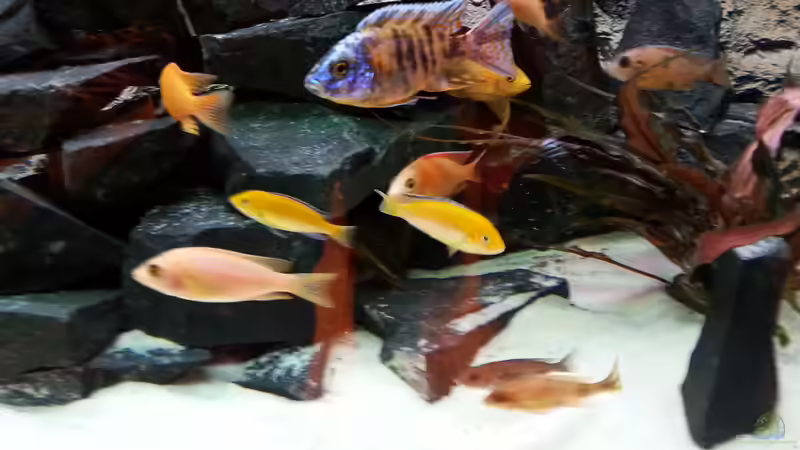 Aquarium Becken 31106 von Stefan Berthold (42)