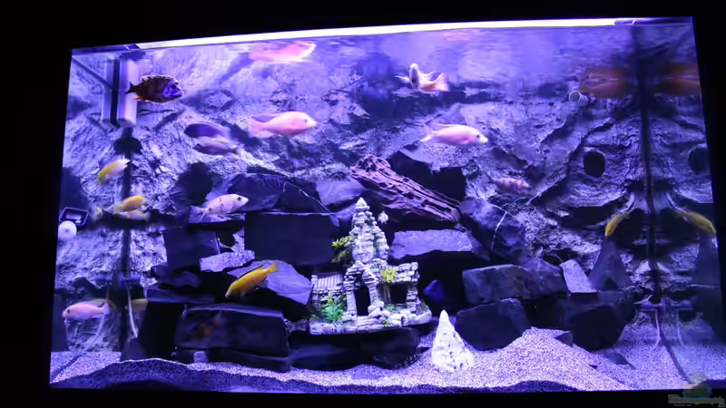 Aquarium Becken 31106 von Stefan Berthold (5)