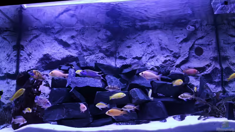 Aquarium Becken 31106 von Stefan Berthold (8)