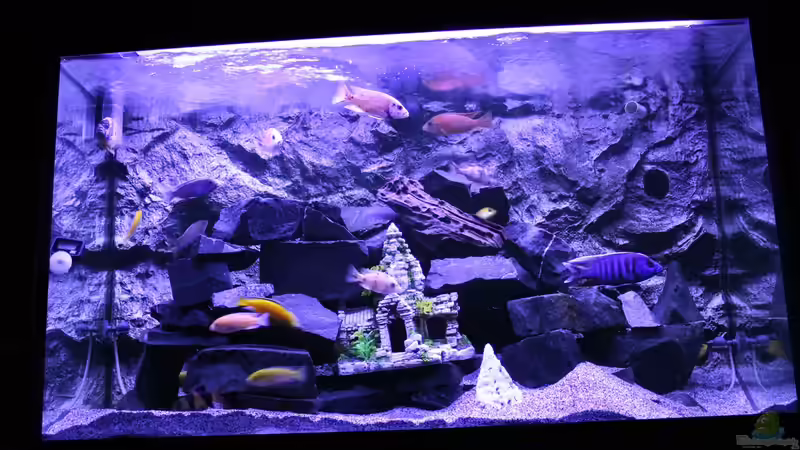 Aquarium Becken 31106 von Stefan Berthold (9)