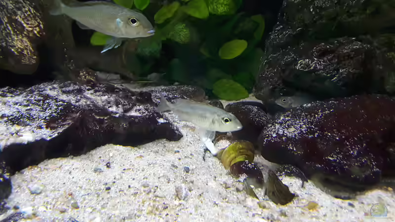 Aquarium Becken 31136 von Matze38 (3)