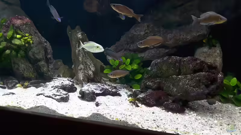 Aquarium Becken 31136 von Matze38 (4)