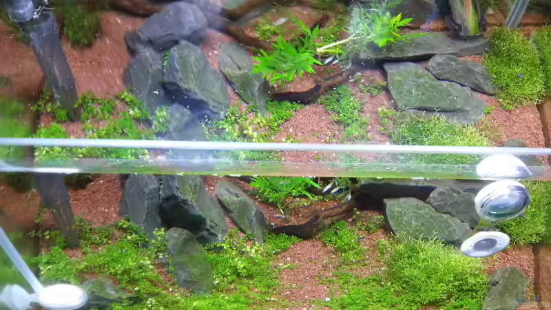 Aquarium Becken 31169 von SK Aquarienleben (3)