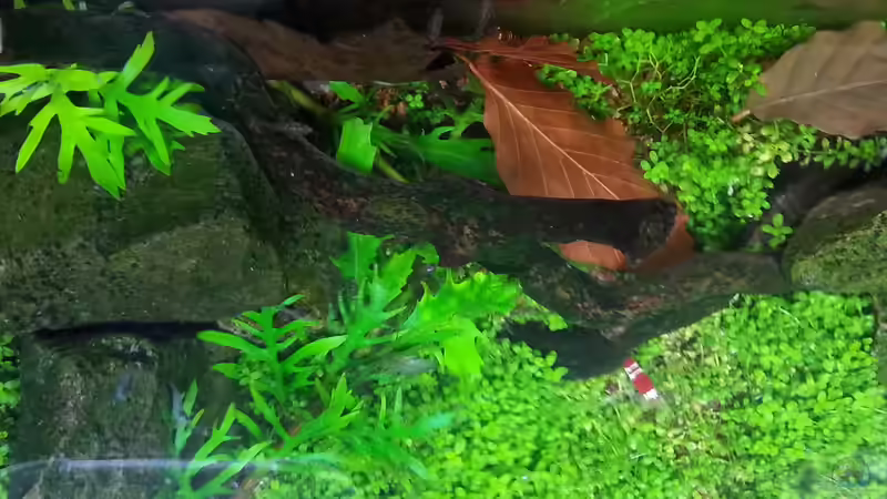 Aquarium Becken 31169 von SK Aquarienleben (7)