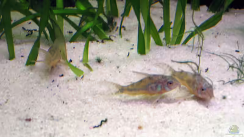 Aquarium Becken 3121 von Oxid81 (2)