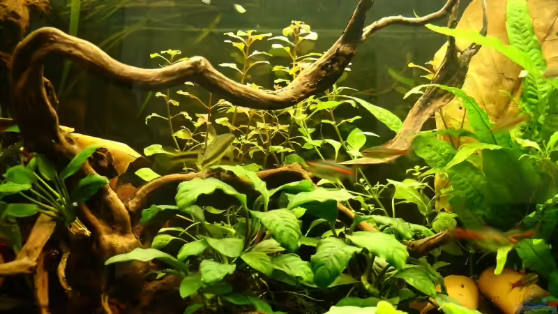 Aquarium Becken 3121 von Oxid81 (3)