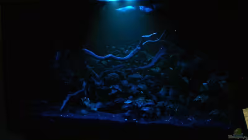 Aquarium Becken 3121 von Oxid81 (4)