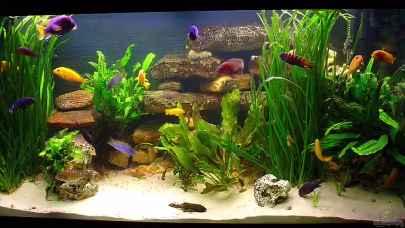 Aquarium Becken 313 von Andrea Wendel (3)