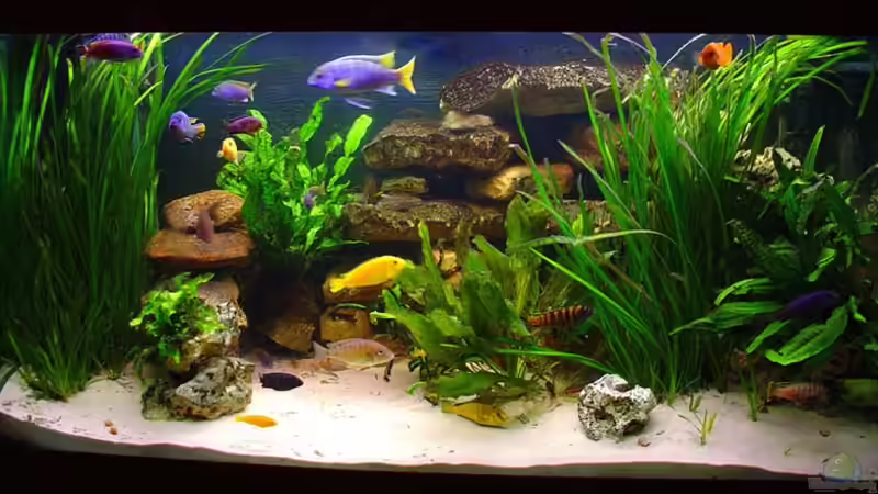 Aquarium Becken 313 von Andrea Wendel (4)