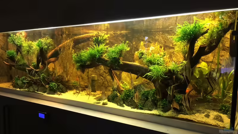 Aquarium Becken 31356 von Insulaner (3)