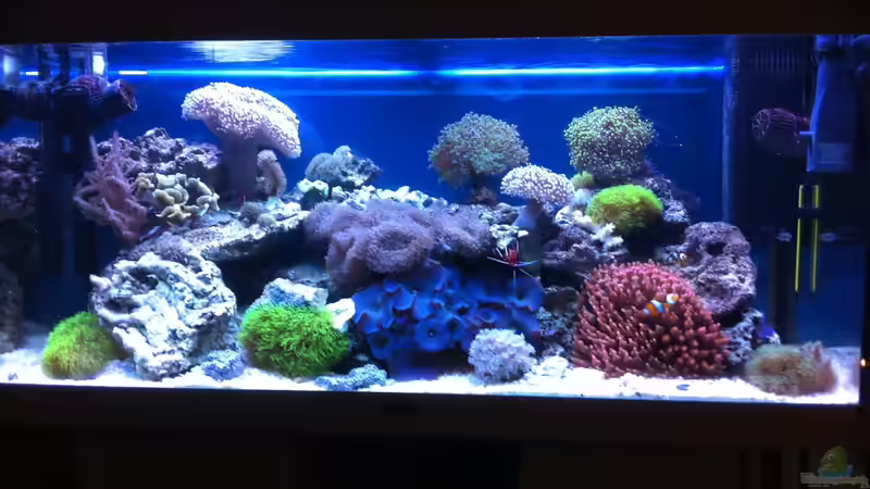 Aquarium Becken 31412 von die Perle... (5)