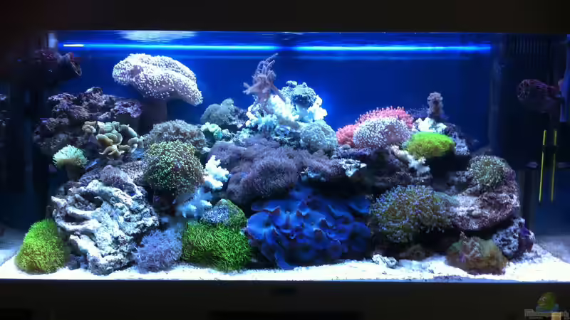 Aquarium Becken 31412 von die Perle... (6)