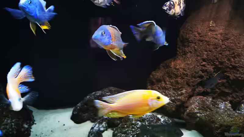 Aquarium Becken 31478 von Marcel Müller (34)