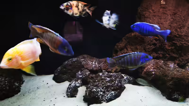 Aquarium Becken 31478 von Marcel Müller (36)