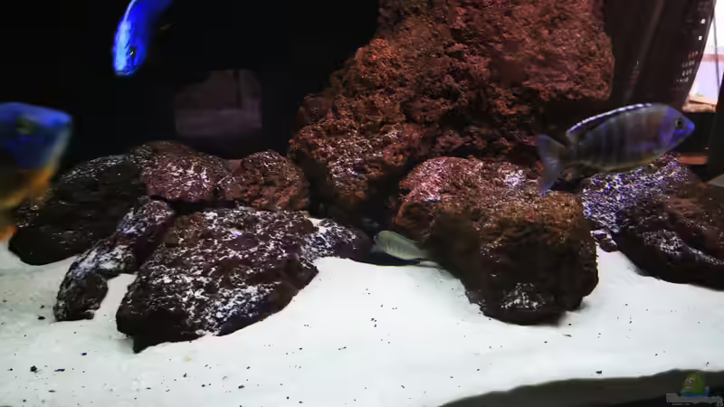 Aquarium Becken 31478 von Marcel Müller (41)