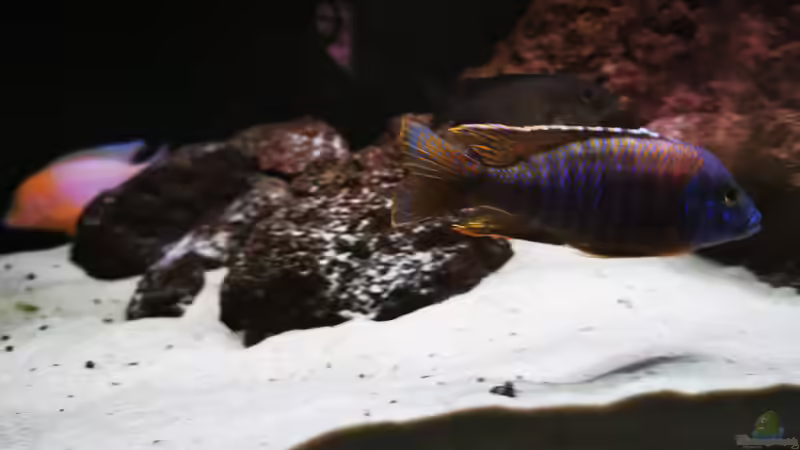 Aquarium Becken 31478 von Marcel Müller (49)