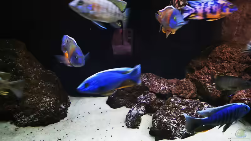 Aquarium Becken 31478 von Marcel Müller (60)