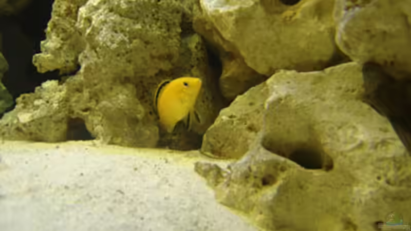 Aquarium Becken 3149 von Marzena & Christian Frenz (2)