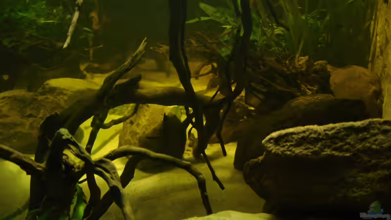 Aquarium Becken 31552 von SML (10)