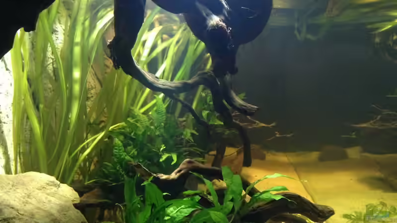 Aquarium Becken 31552 von SML (6)