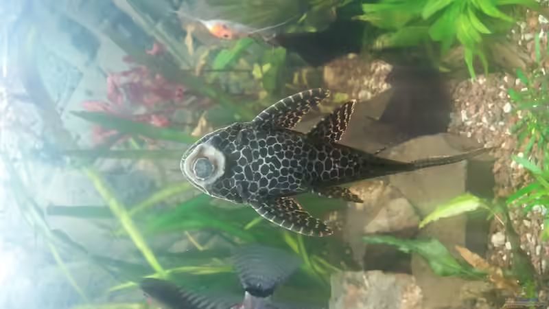 Aquarium Becken 31561 von Ronny Haeringer (10)