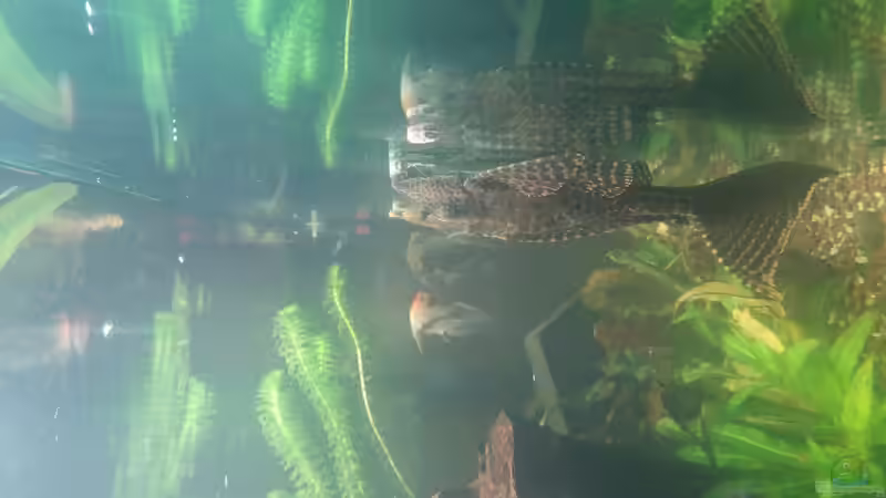 Aquarium Becken 31561 von Ronny Haeringer (12)