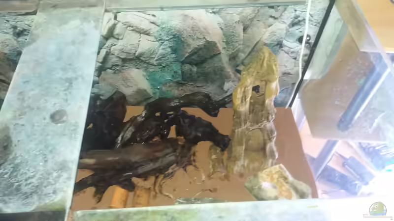 Aquarium Becken 31561 von Ronny Haeringer (5)