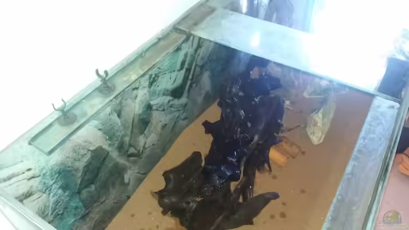 Aquarium Becken 31561 von Ronny Haeringer (6)