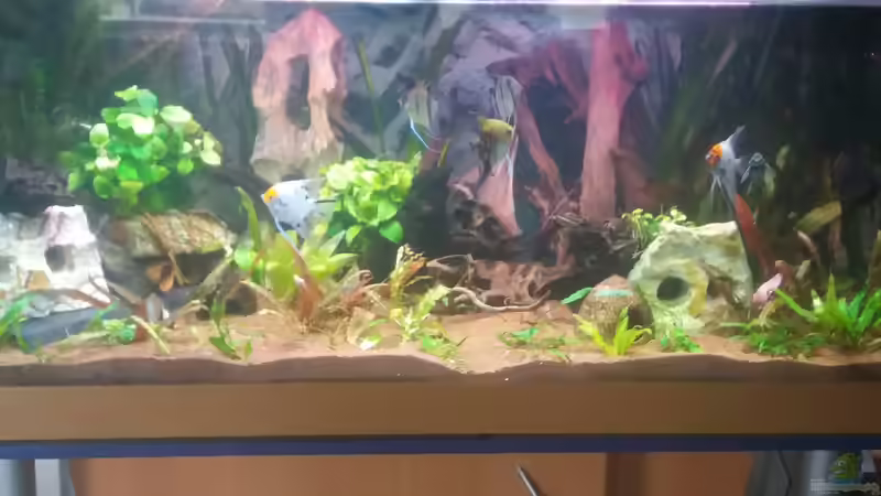 Aquarium Becken 31561 von Ronny Haeringer (8)