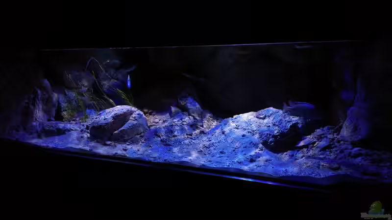 Aquarium Becken 31627 von namaycushfreak (4)