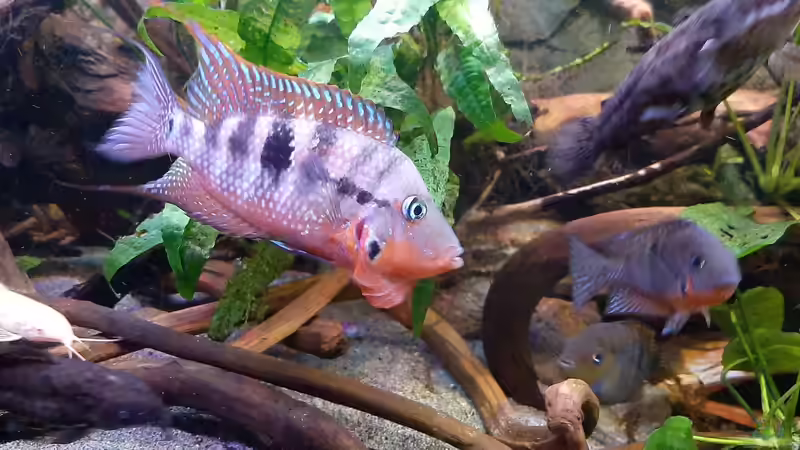 Aquarium Becken 31653 von Oistel (3)