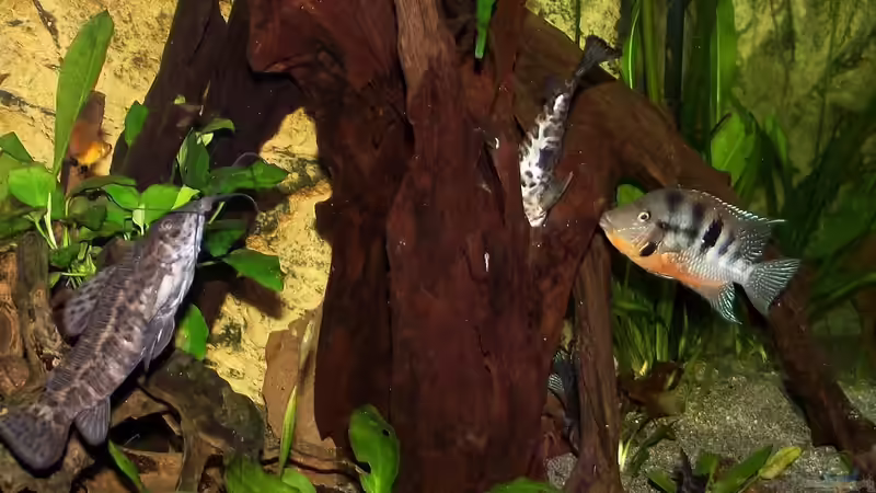 Aquarium Becken 31653 von Oistel (6)