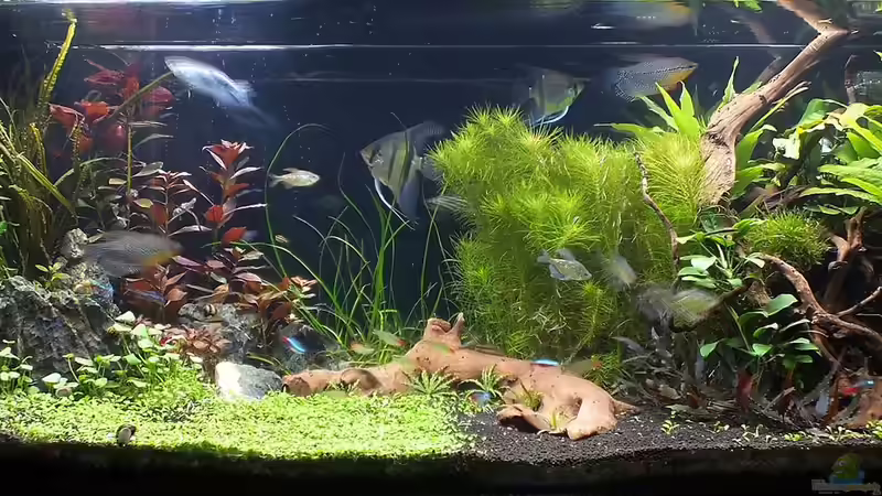 Aquarium Becken 31732 von Meffody (2)